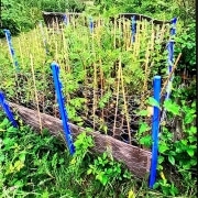 Tree Nursery Or Not Tree Nursery at Lingdale Golf Club Featured Image