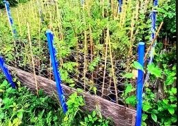 Tree Nursery Or Not Tree Nursery at Lingdale Golf Club Featured Image