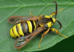 Hornet Moth