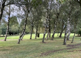 Silver Birch Monoculture