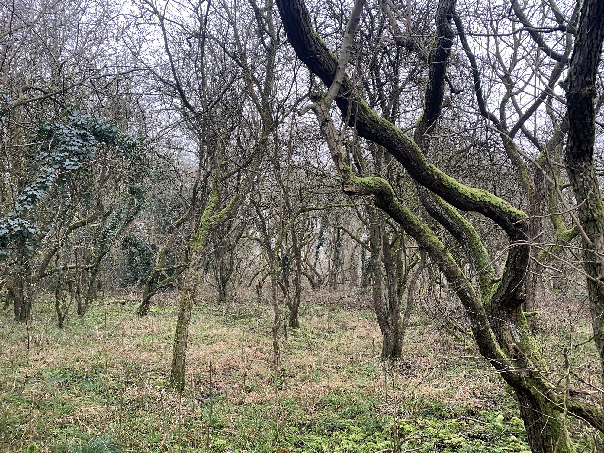 Hawthorn woodland